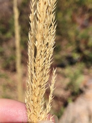 Triodia stenostachya