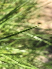 Triodia stenostachya