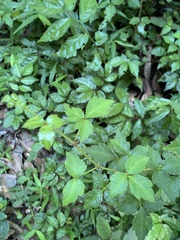 Eleutherococcus trifoliatus setosus