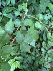Eleutherococcus trifoliatus setosus