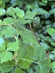 Eleutherococcus trifoliatus setosus