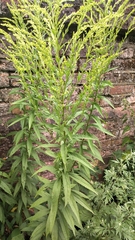 Solidago canadensis