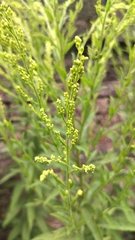 Solidago canadensis