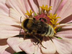 Bombus ruderatus