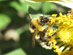 Bombus ruderatus