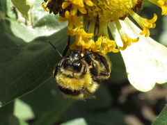 Bombus ruderatus