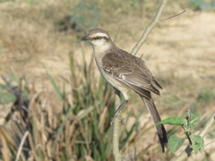 Mimus saturninus