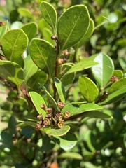 Syzygium elliptifolium