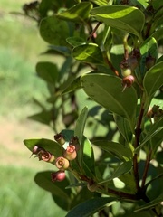 Syzygium elliptifolium