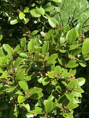 Syzygium elliptifolium