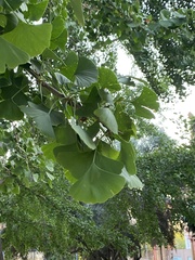 Ginkgo biloba