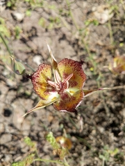 Calochortus fimbriatus