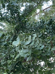 Ginkgo biloba