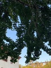 Ginkgo biloba