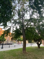 Ginkgo biloba