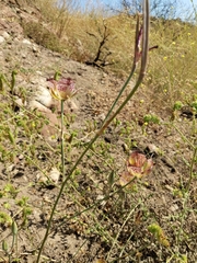 Calochortus fimbriatus