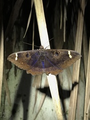 Erebus hieroglyphica