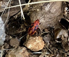 Spilostethus pandurus