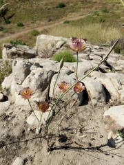 Calochortus fimbriatus