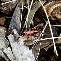 Spilostethus pandurus