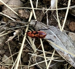 Spilostethus pandurus
