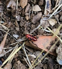 Spilostethus pandurus
