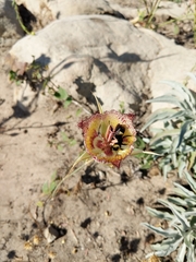 Calochortus fimbriatus