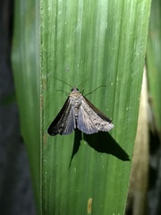 Lophoptera squammigera