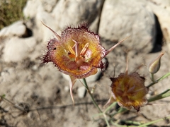 Calochortus fimbriatus