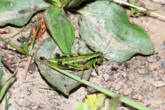 Miramella carinthiaca
