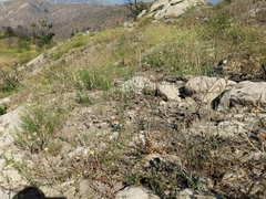 Calochortus fimbriatus