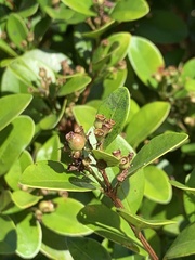 Syzygium elliptifolium