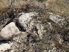 Calochortus fimbriatus