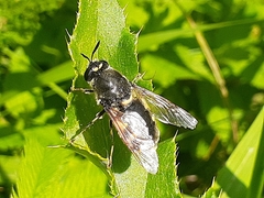 Stratiomys singularior