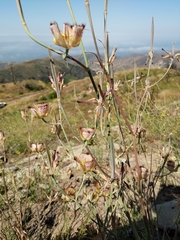 Calochortus fimbriatus