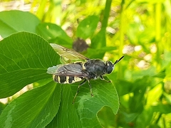 Stratiomys singularior