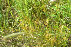 Juncus dudleyi