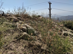 Calochortus fimbriatus