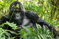 Gorilla beringei beringei
