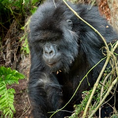 Gorilla beringei beringei
