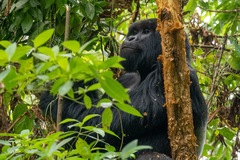Gorilla beringei beringei