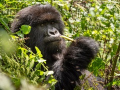 Gorilla beringei beringei