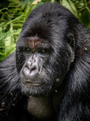 Gorilla beringei beringei