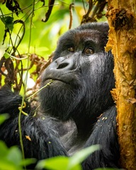 Gorilla beringei beringei