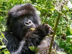 Gorilla beringei beringei