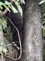 Graptopsaltria nigrofuscata