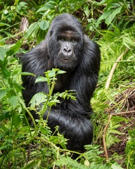 Gorilla beringei beringei