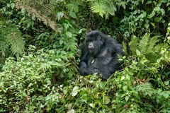 Gorilla beringei beringei