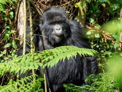 Gorilla beringei beringei