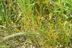 Juncus dudleyi